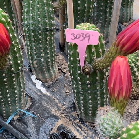 佳*火焰戴斯毛花柱3039