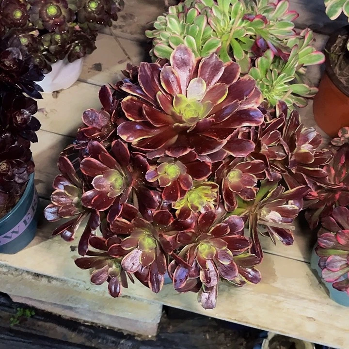 桃**主欧嘉莉欧嘉莉026