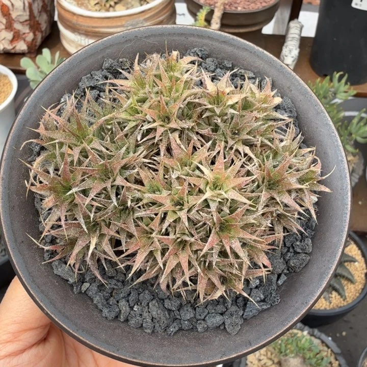 坨坨凤（满28包邮）