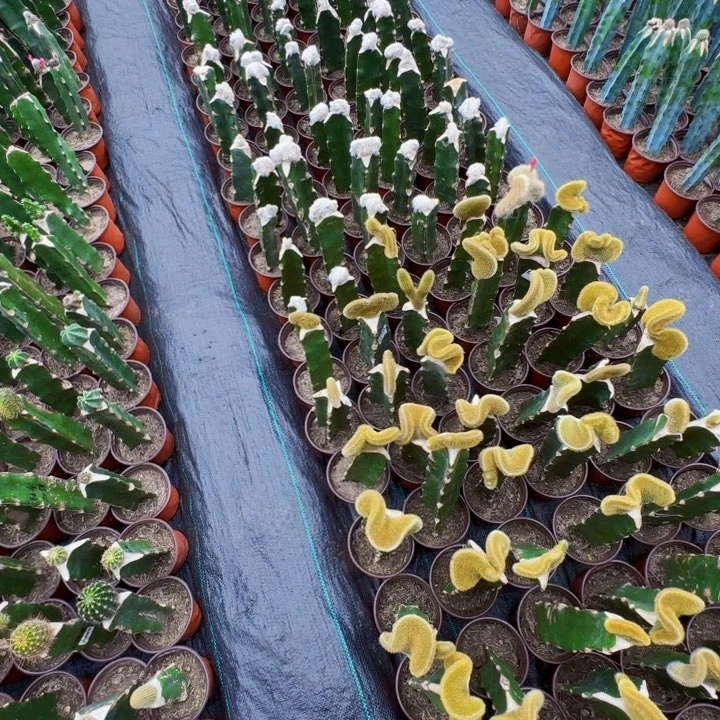 美***市无花朵嫁接带，1个