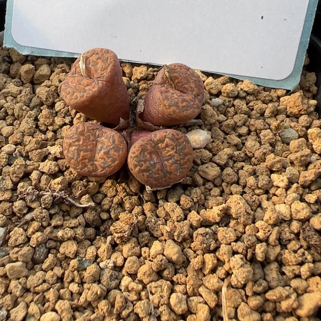 26-96肉锥多肉植物