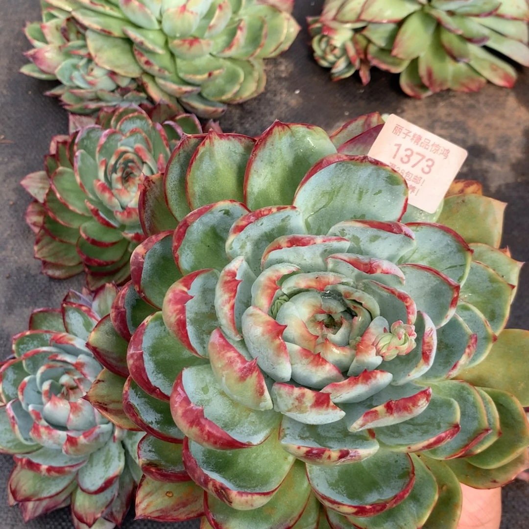 *****1373号多肉植物20