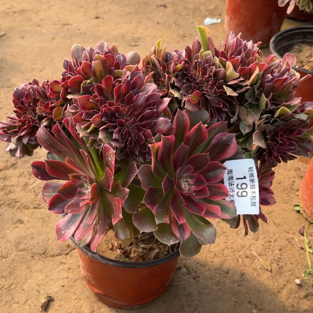 199雅典娜缀化多肉植物法师