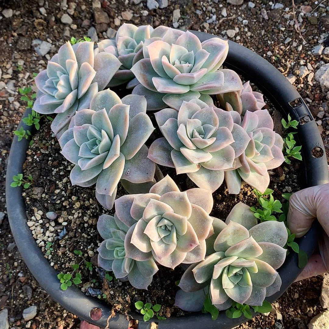 大叶玫瑰一物一拍