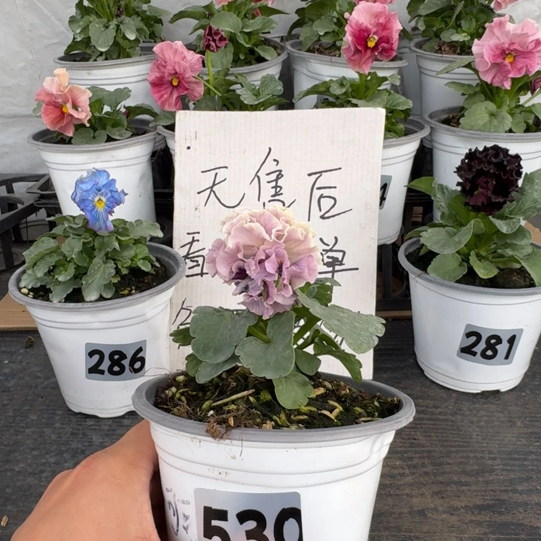 全部花朵530号洛可可