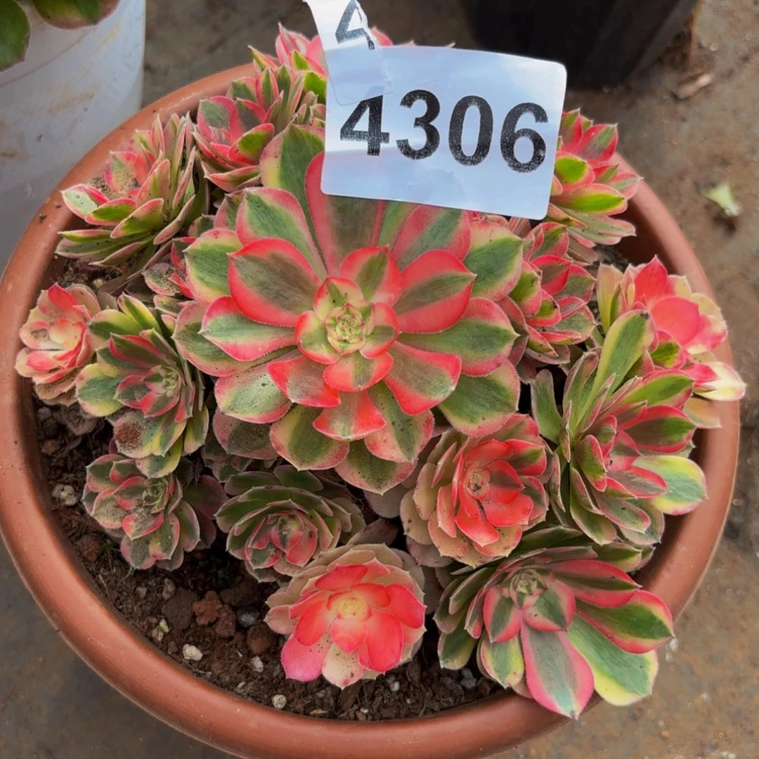 4306多肉植物倾城特价