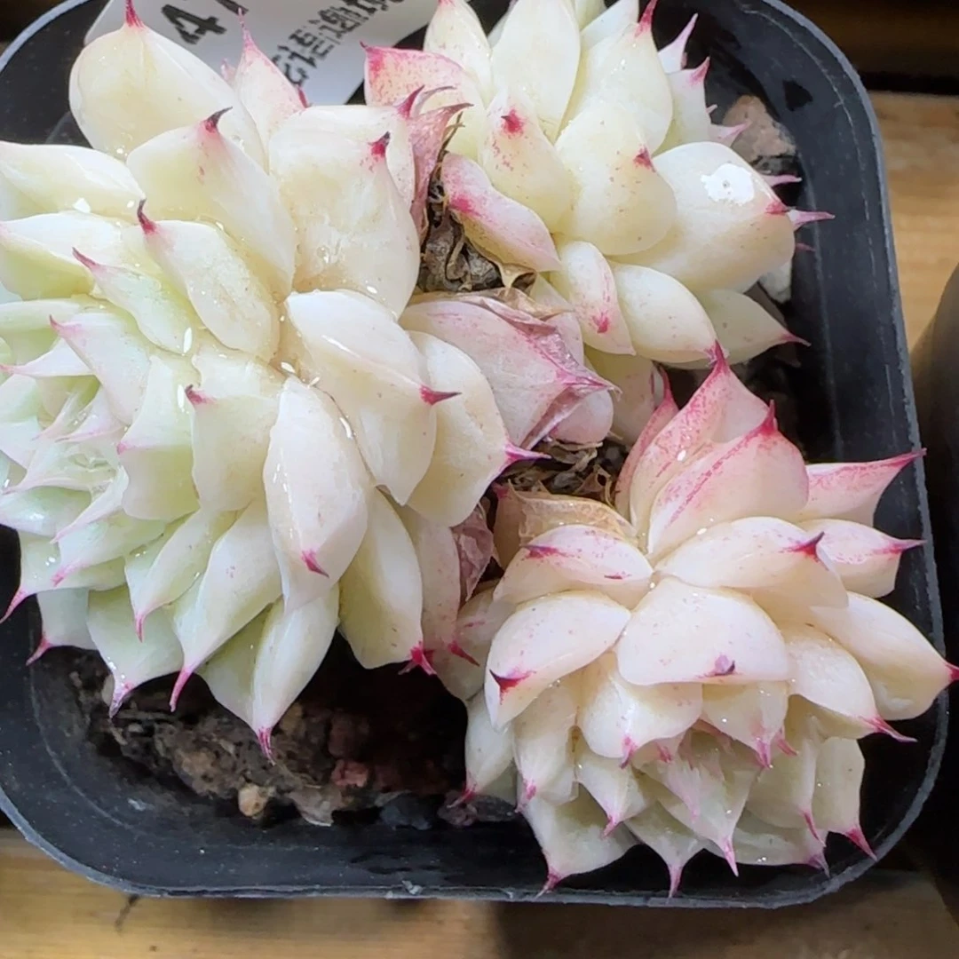 花语逸镜0313-478散