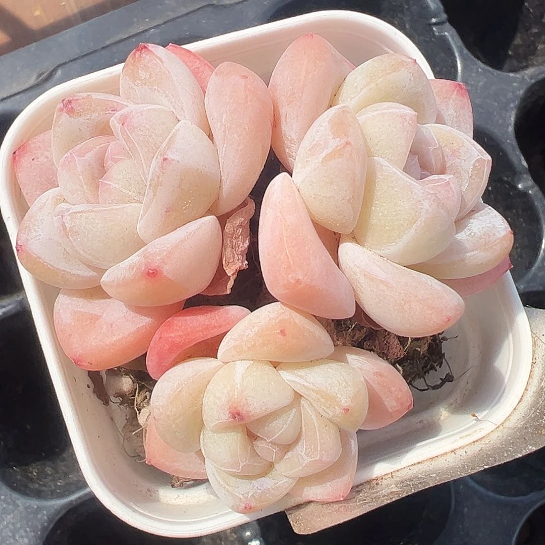 白透肥三头群生，1441