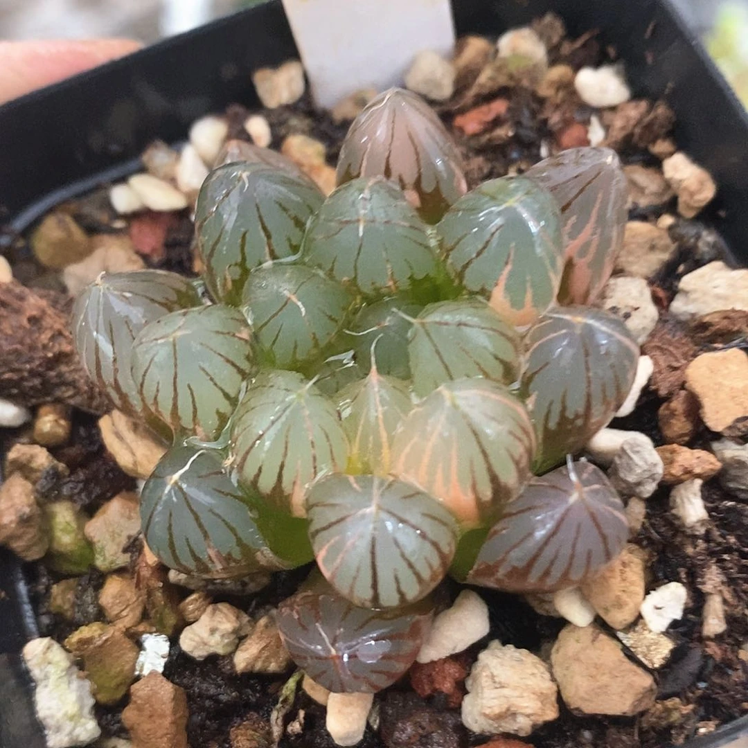 536号霓虹灯玉露锦一物一拍