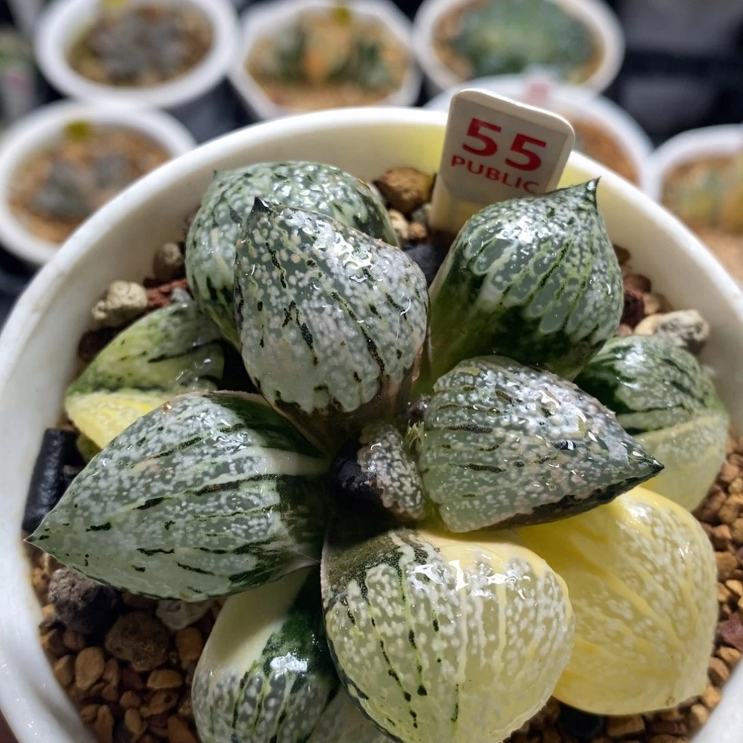 不开花植物55丸叶白银