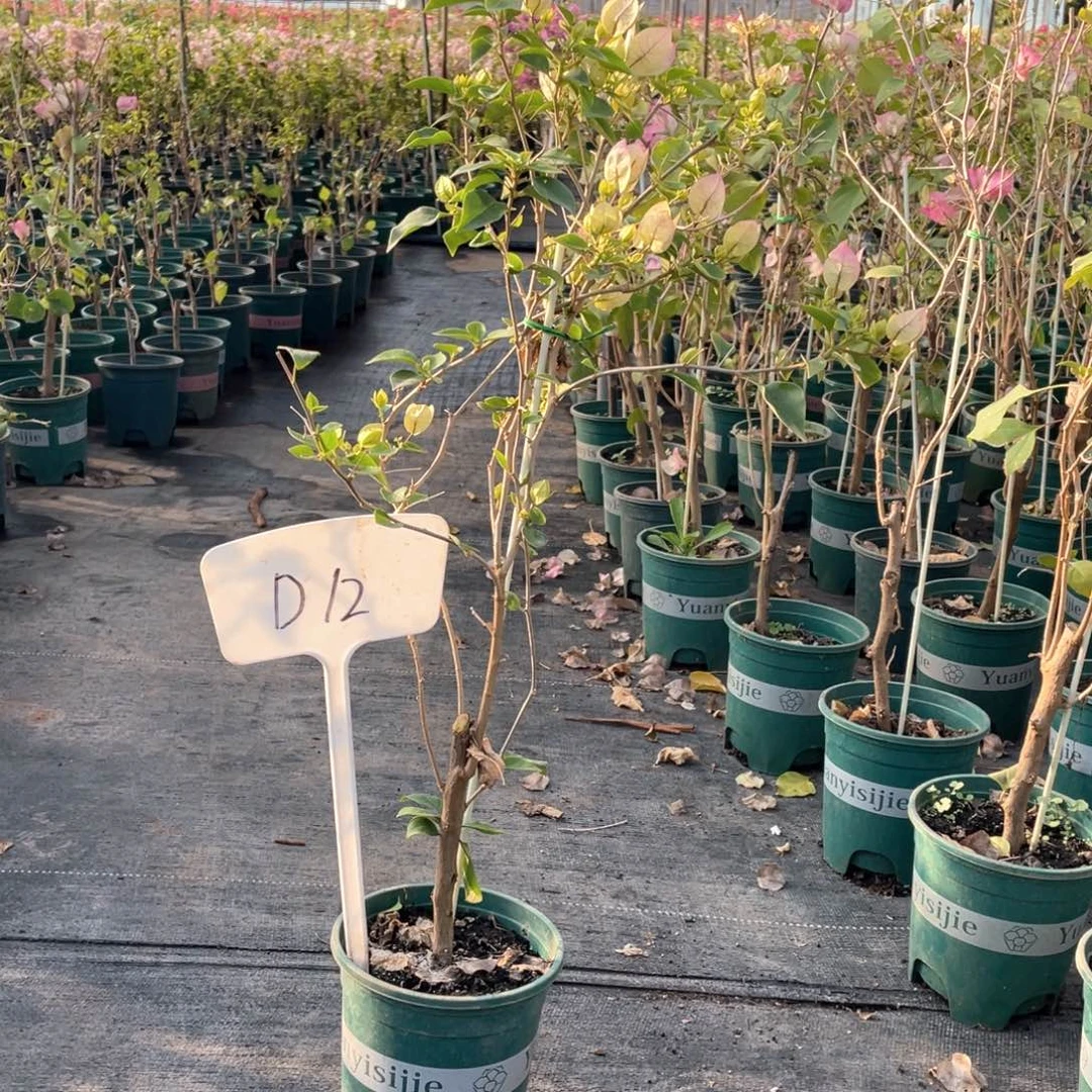 阿***华全部花朵绿叶樱花D12