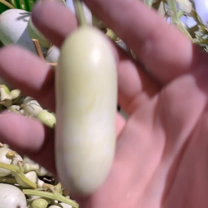 1***阴木小长条冬瓜一枚
