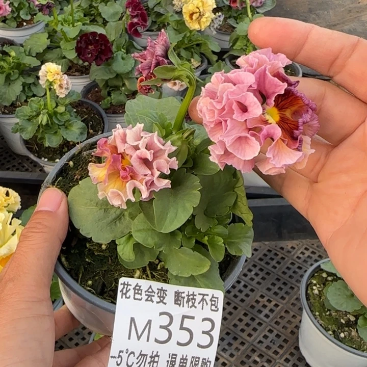 萍****无花朵M353角堇小苗一物一拍默认苗晃