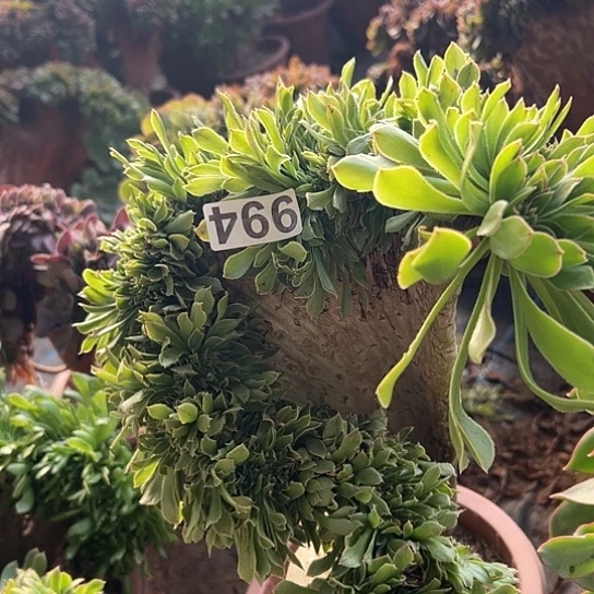 璟***多肉植物一个原始绿