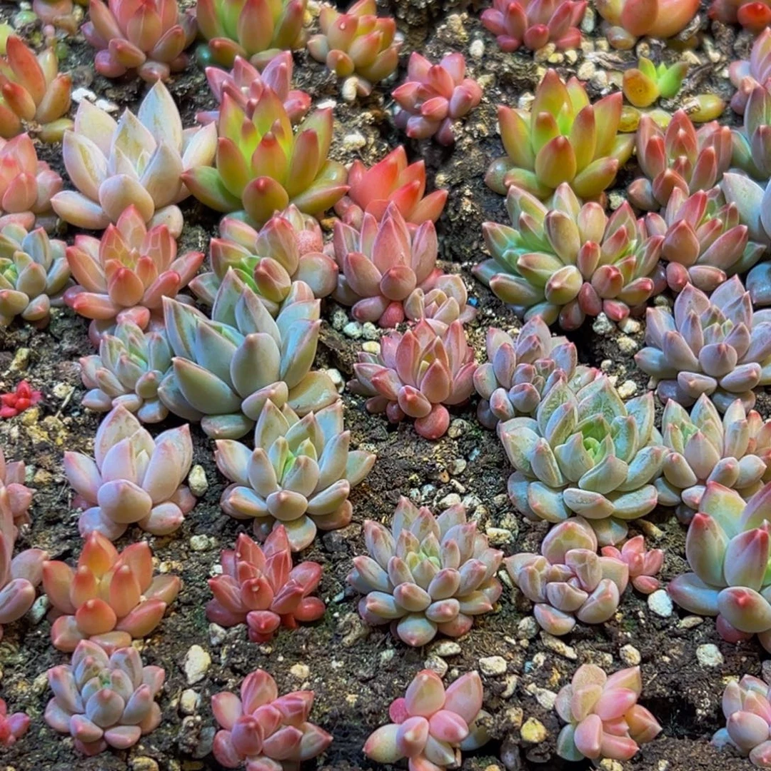 952多肉葡萄领导人的接见