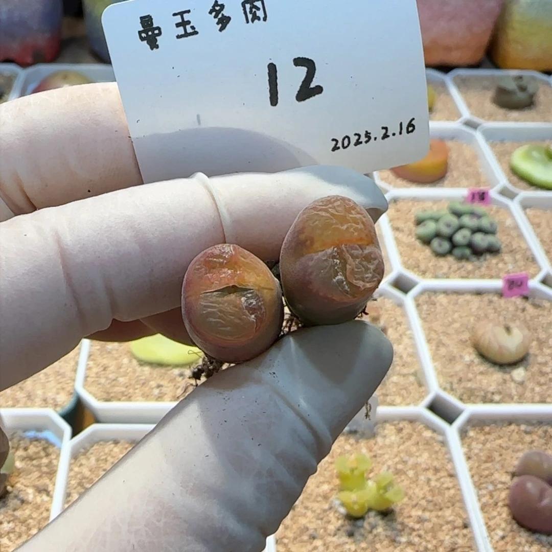 庄***鱼多肉多肉多肉2.16-012