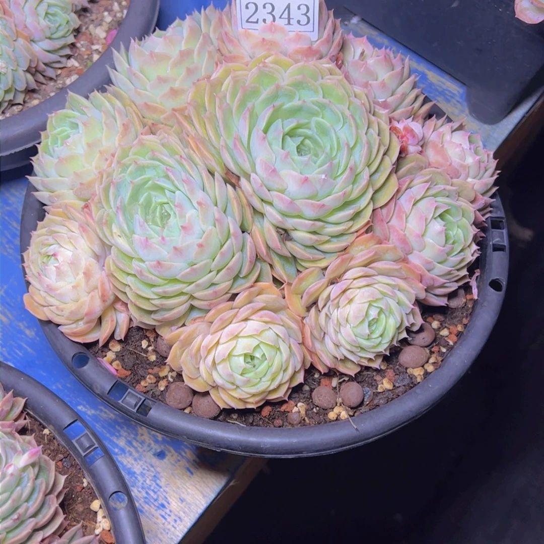 七****）昂斯诺2343多肉植物