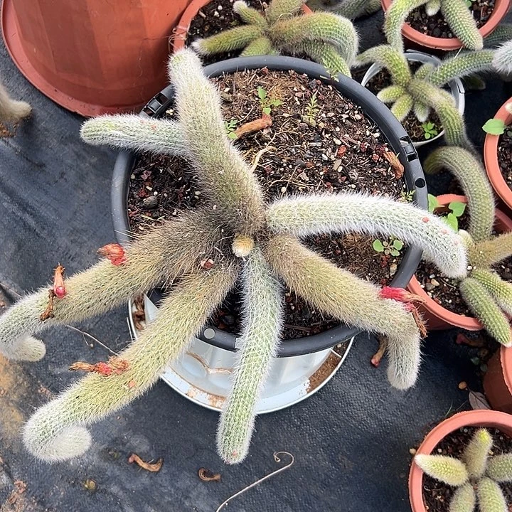 用***3多肉植物实物直播实物96