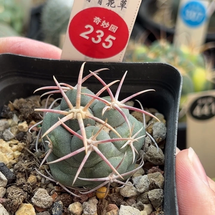 实生泰刺高木绯冠龙一棵仙人球