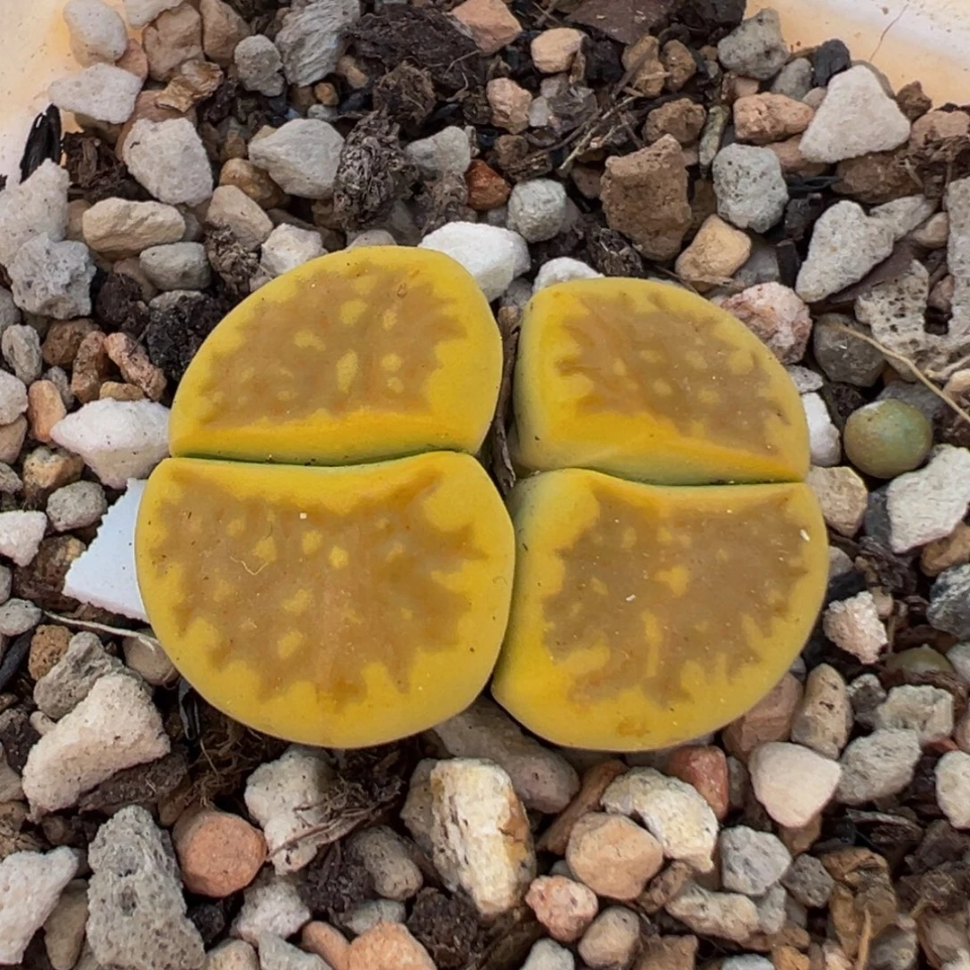 202多肉植物百科植物