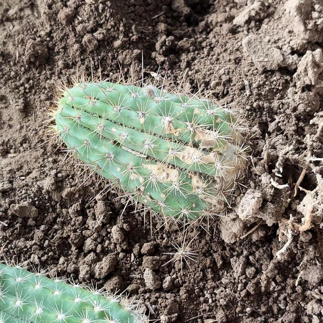 0188 带根毛花瑕疵瑕疵