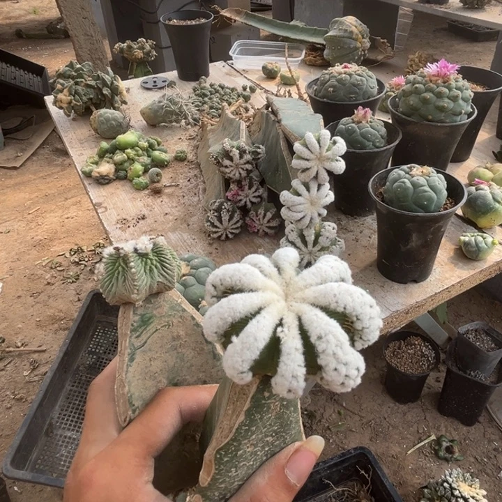 问*老花龙辛顿花龙落地发货