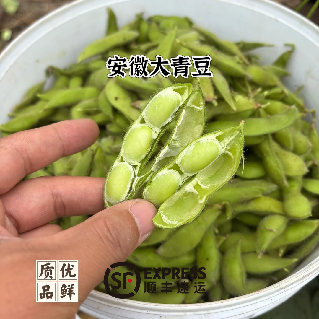 【安徽大青豆】安徽芜湖江北头茬大青豆优质毛豆嫩豆带壳顺丰发货大青豆