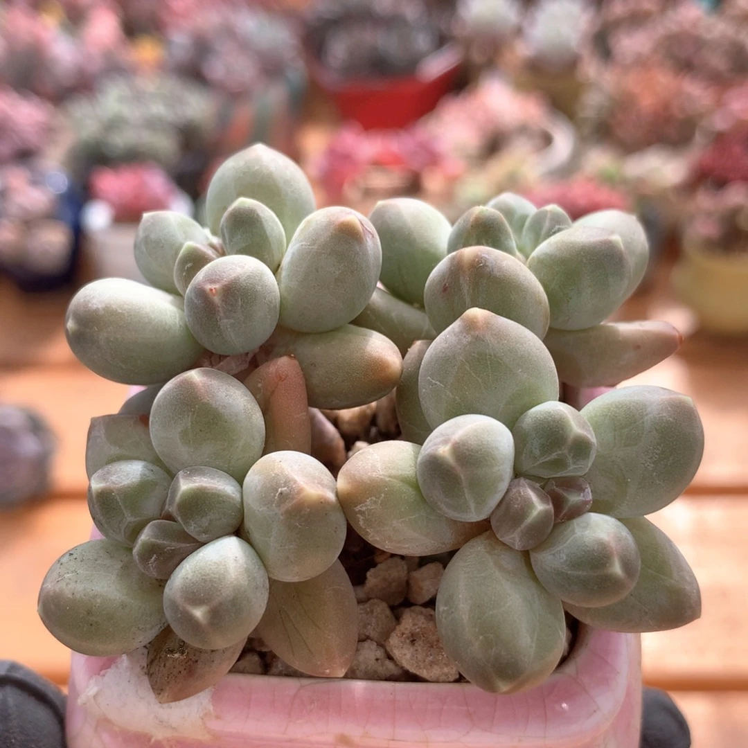 星空美一物一拍 005