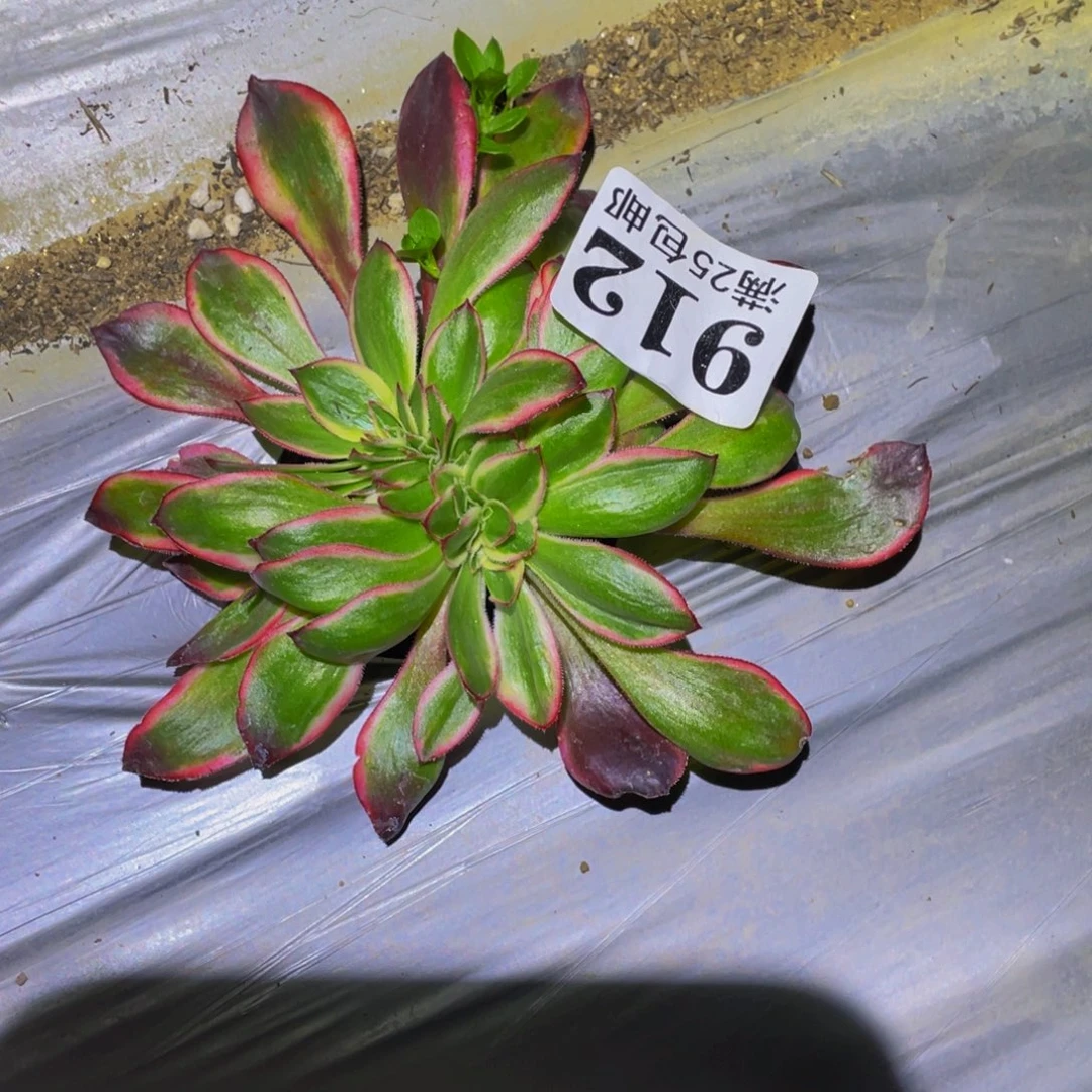 红魔女缀多肉植物912