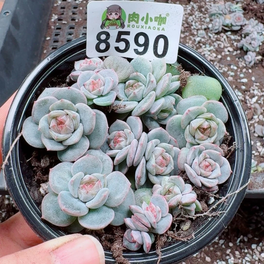 多肉植物多肉植物