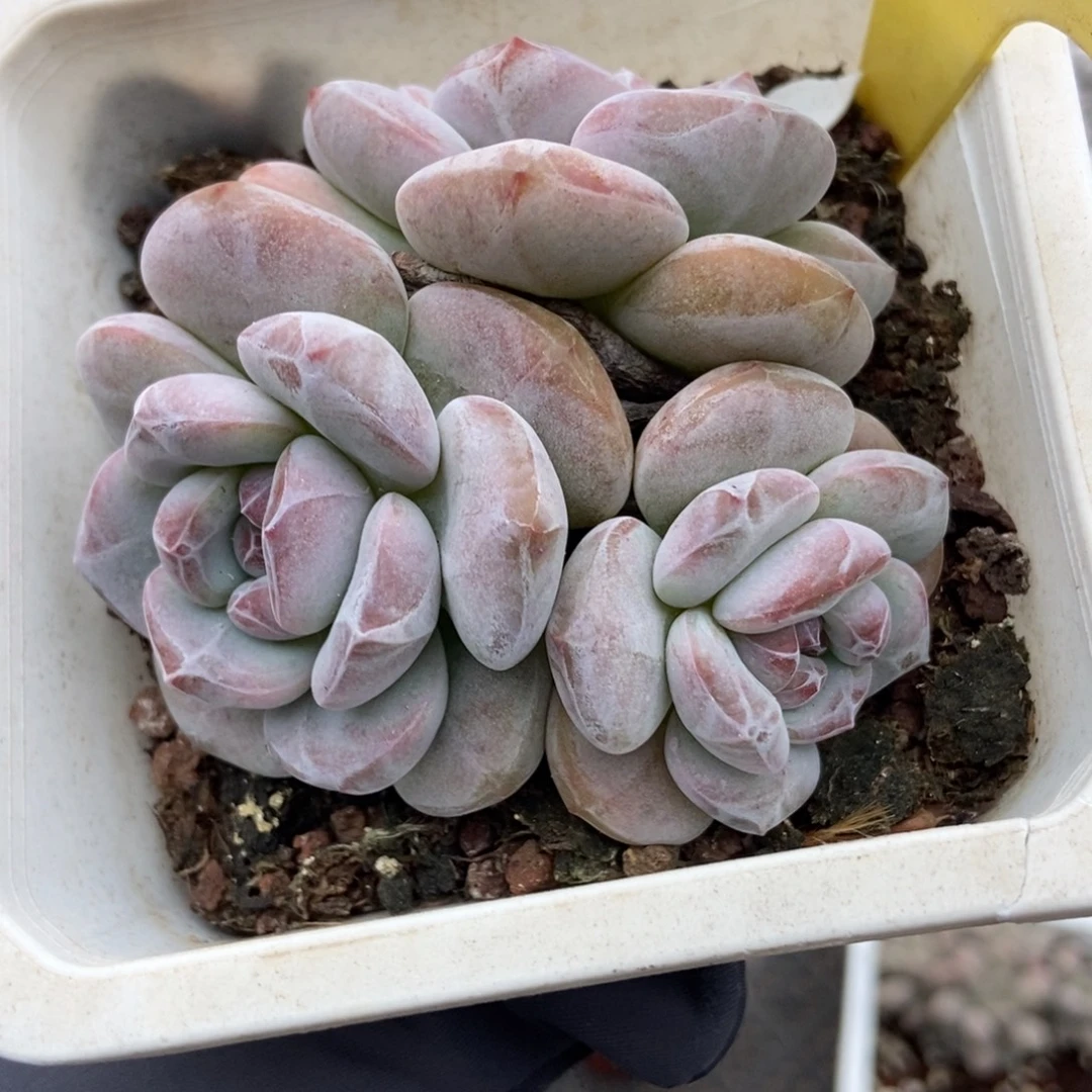 2078石榴籽多肉植物