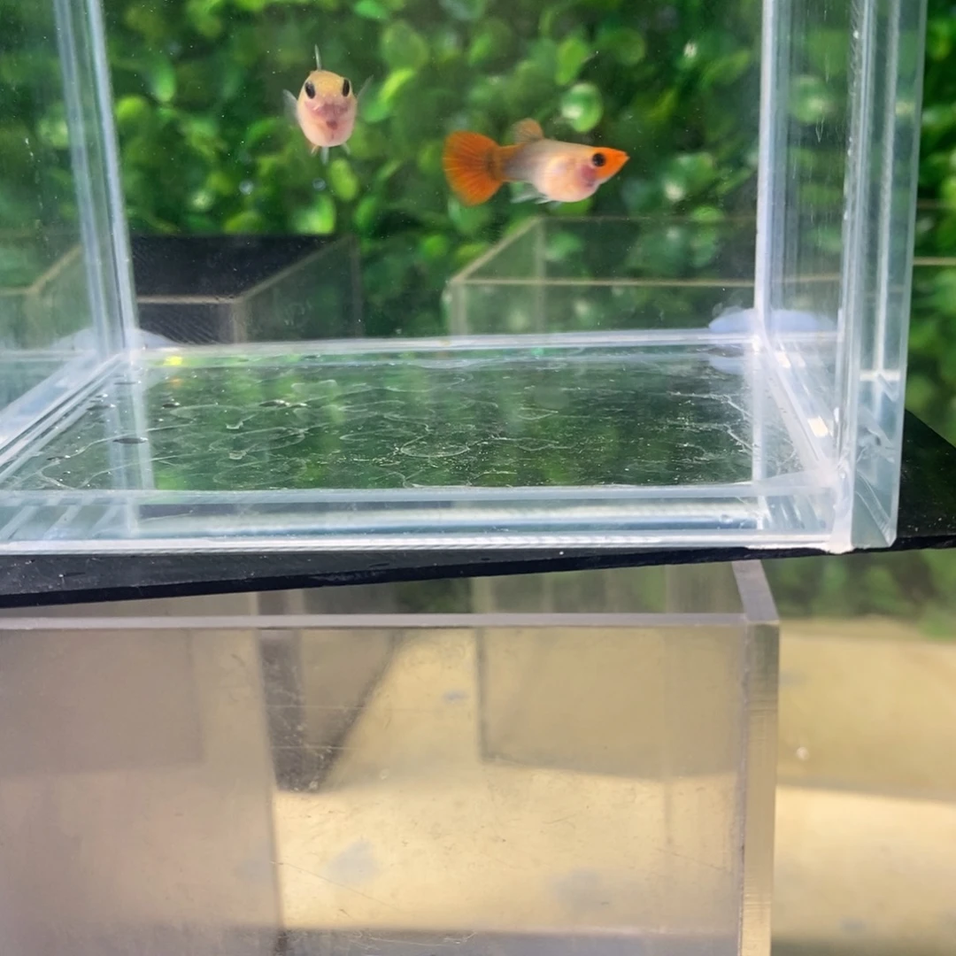 孔雀鱼圣海蓝玻璃猫一对