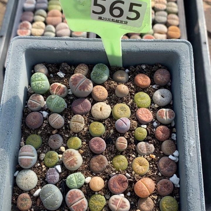 何***埃生石花等植物的生长565