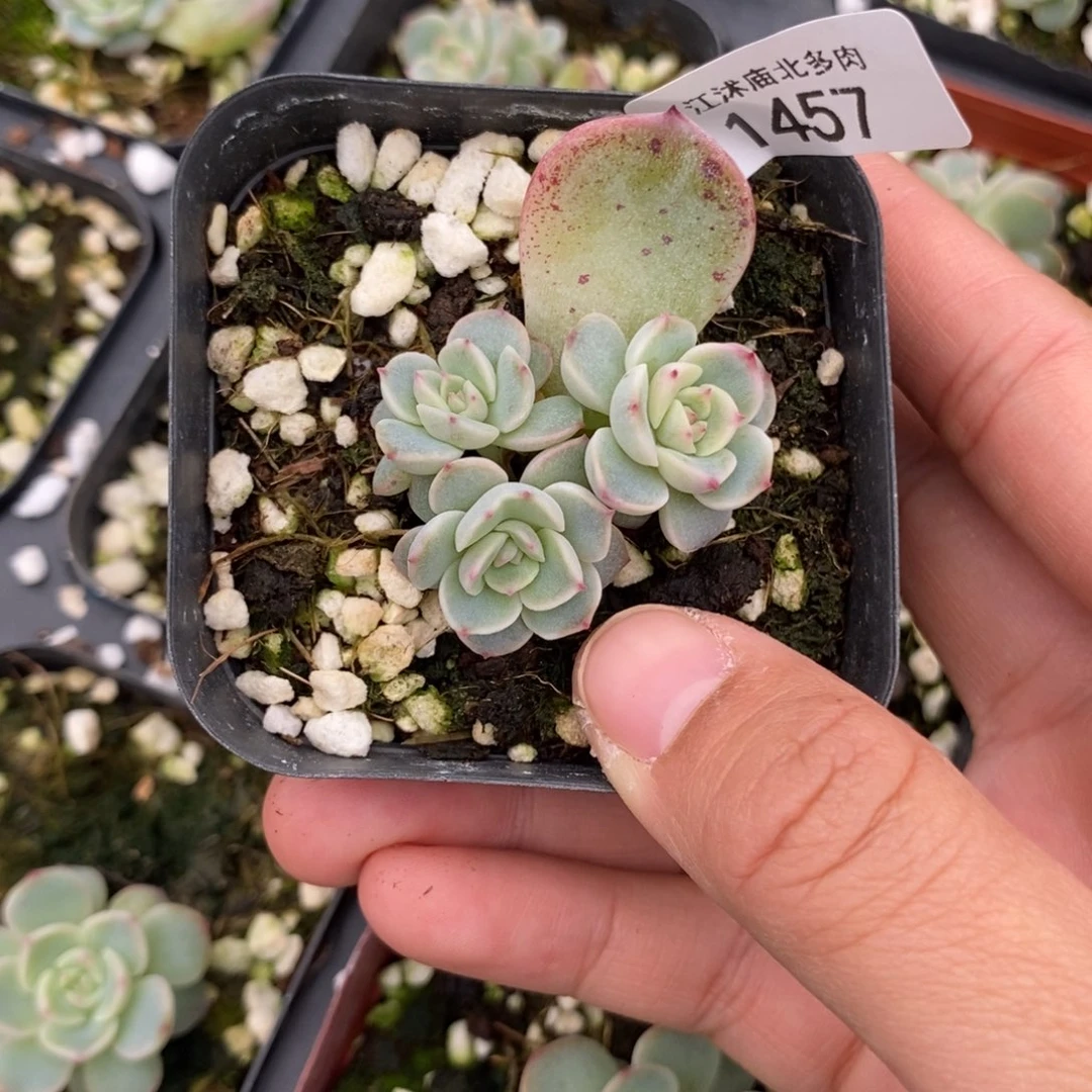 标1457甜心225一个