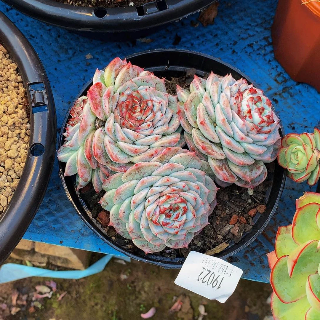 *****     天鹅绒多肉19022