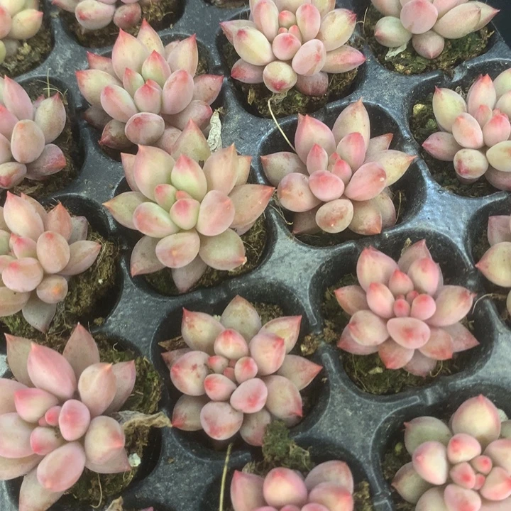 虞美人 正版。10颗。包邮