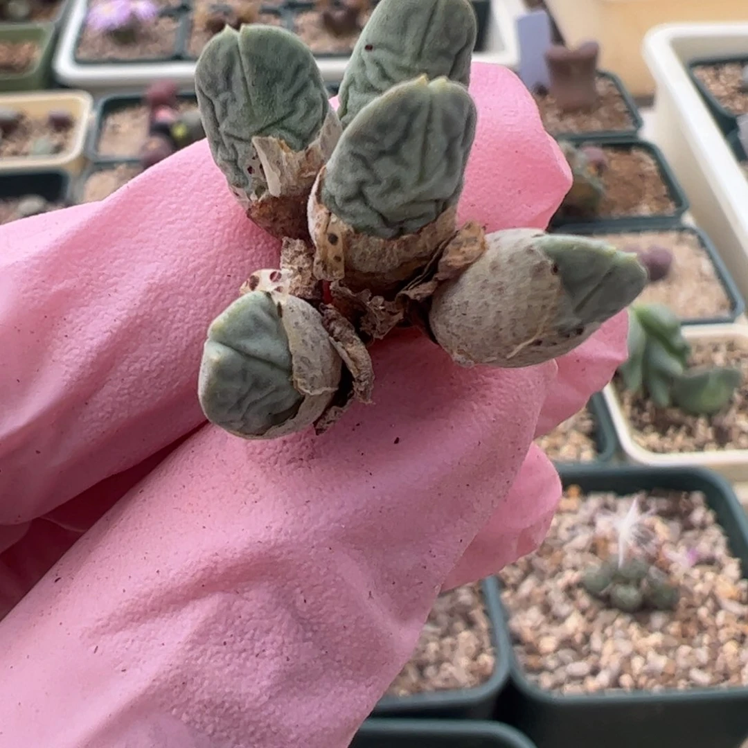 837 好看的多肉冲冲冲q