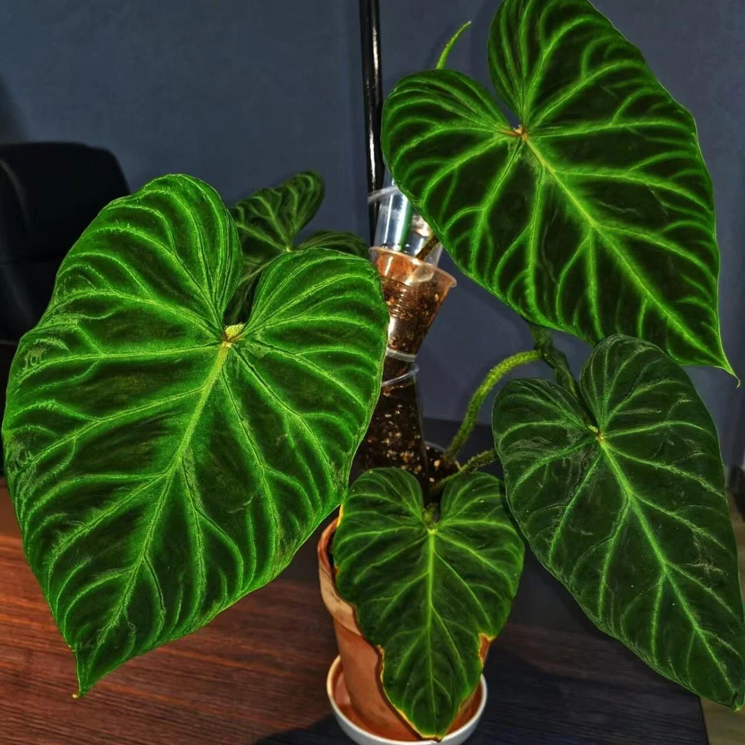 【南美荧光蔓绿绒】网红盆栽植物 ins 风家居软装