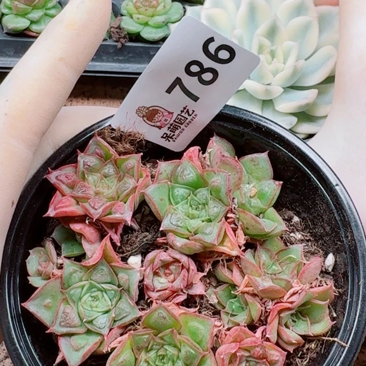 多肉植物多肉植物