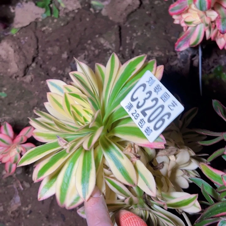 3206夕颜多肉植物法师无根