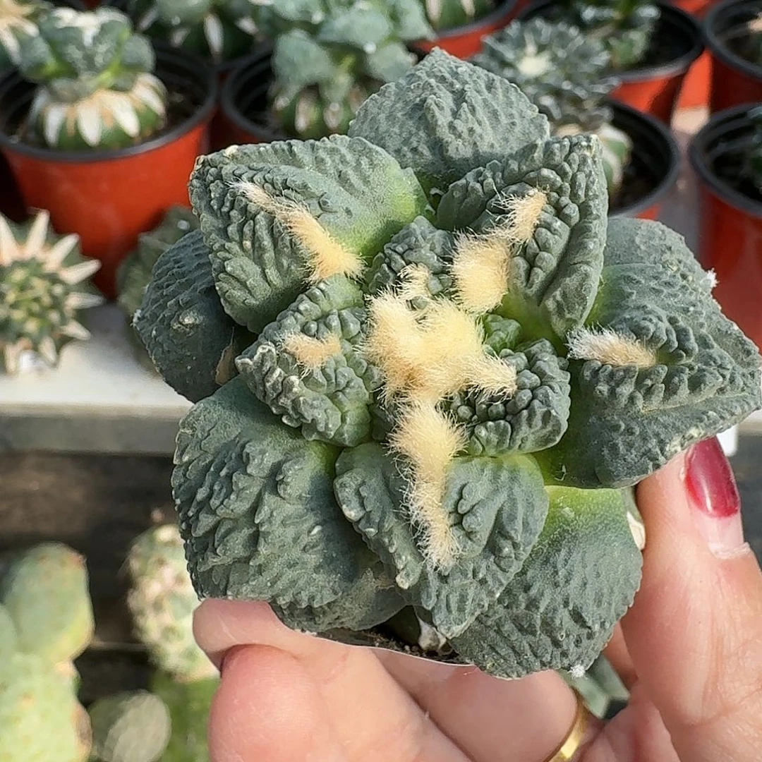 大量花朵（建议范围：8朵-15朵 或40%以上）蓝白龟甲牡丹725