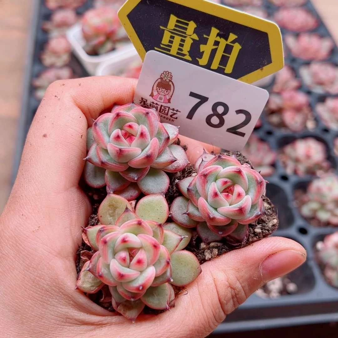 多肉植物多肉植物