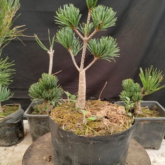 几厘米，我看看看见了