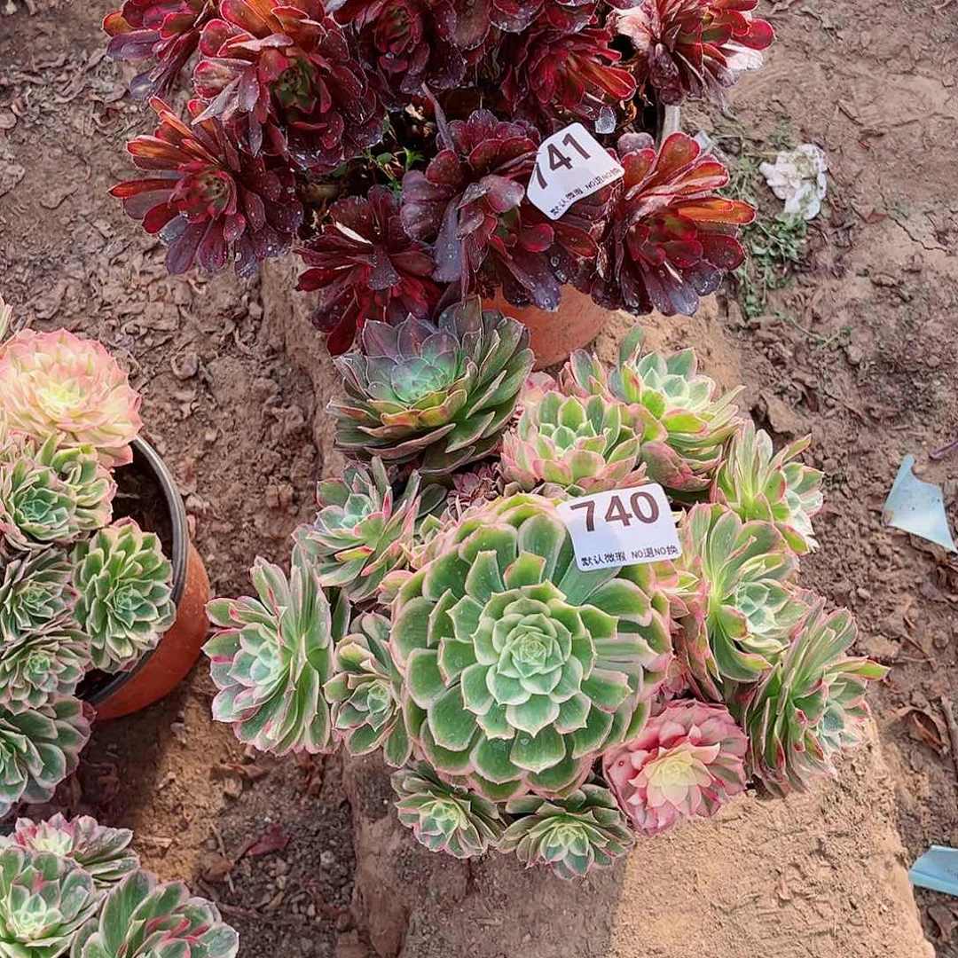 无花朵多肉植物组合741