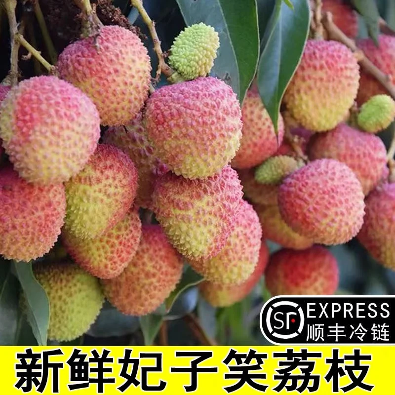 【空运包邮】正宗特大广东增城妃子笑荔枝新鲜水果现摘应季大果