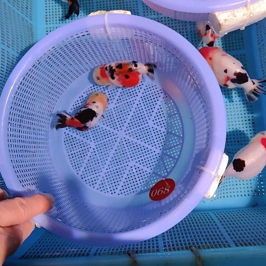 金鱼068兰寿两只特价顺丰包邮