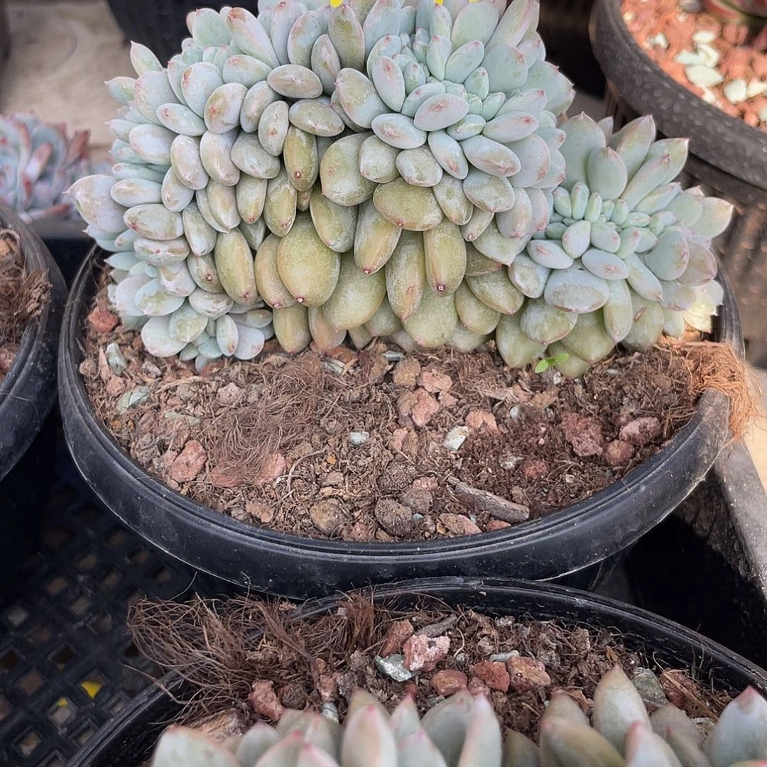 石榴子星影缀化底切303