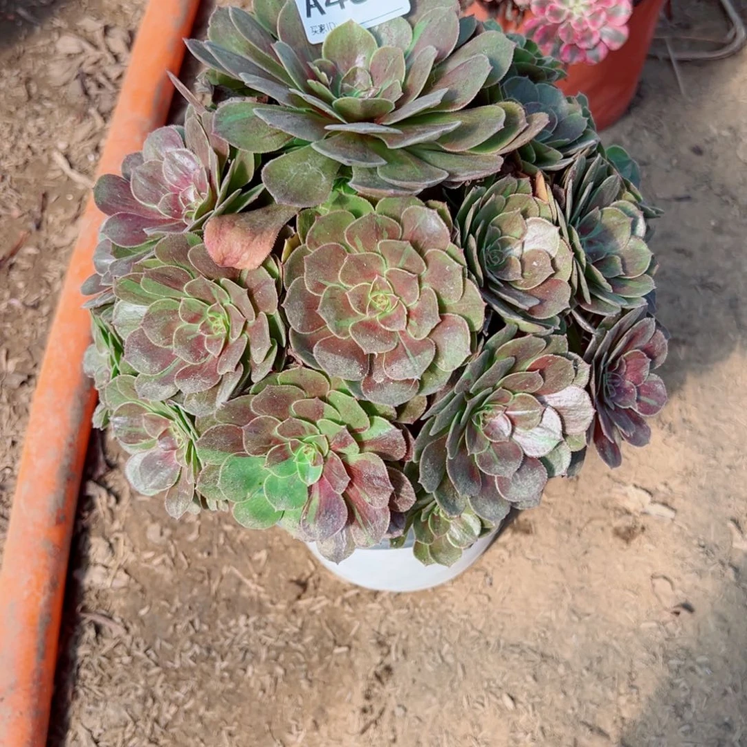 457花月夜多肉植物法师