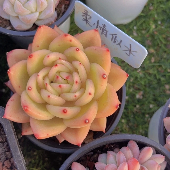 健健康康平平安安