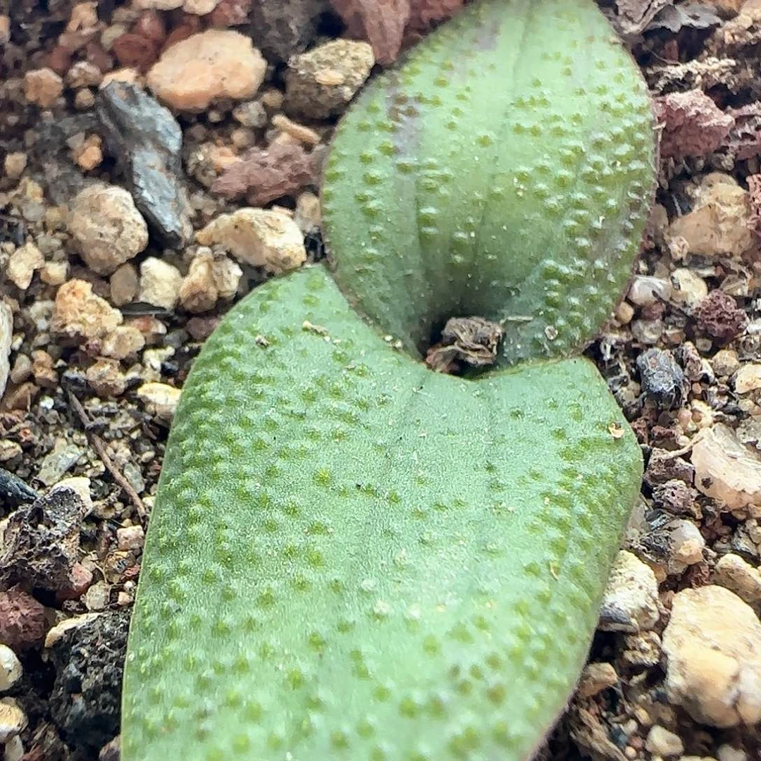 过年好，脱土发货，年后发货哦23431